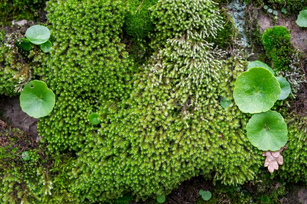 이끼로 덮인 돌의 배경 바위는 녹색 이끼와 식물로 자란다