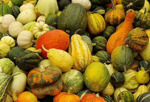 Background from various kinds of pumpkins harvest