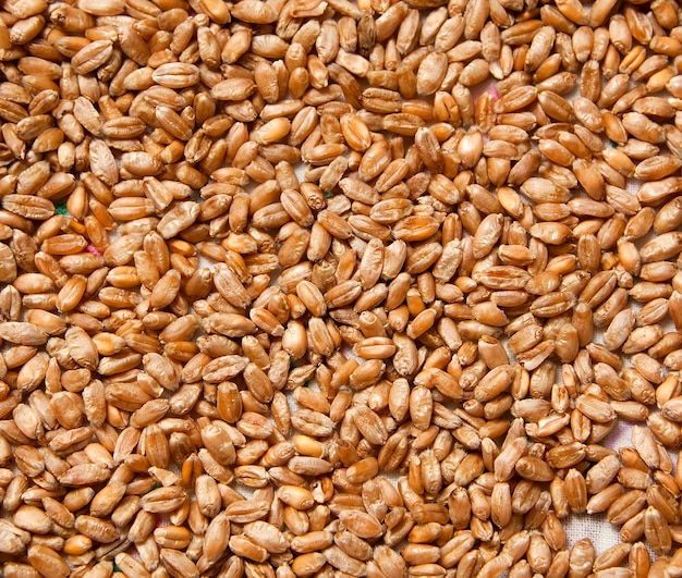 Background from wheat grain