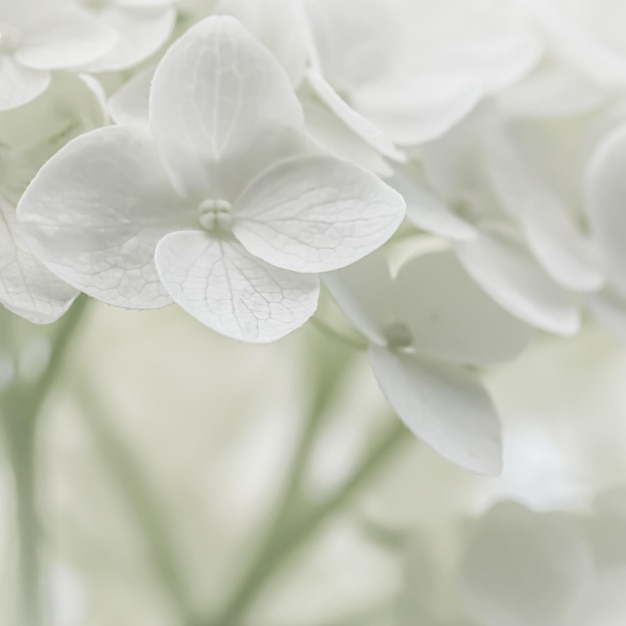 흰색 꽃의 배경 수국 또는 꽃이 만발한 호르텐시아