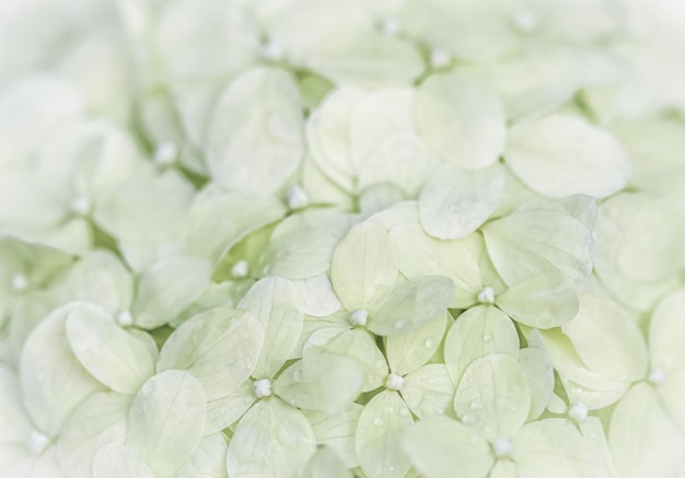 Background from white flowers with dew drops Hydrangea or hortensia in blossom