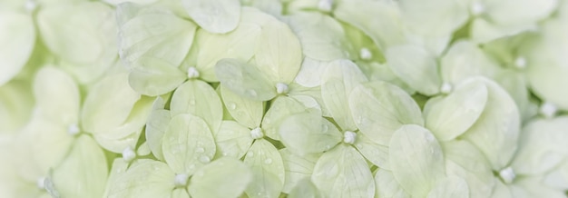 露の滴と白い花からの背景アジサイまたは花のオルテンシア