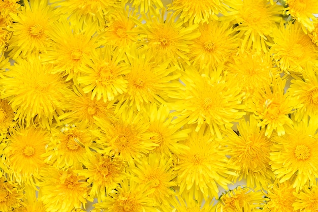 Background from yellow dandelions.