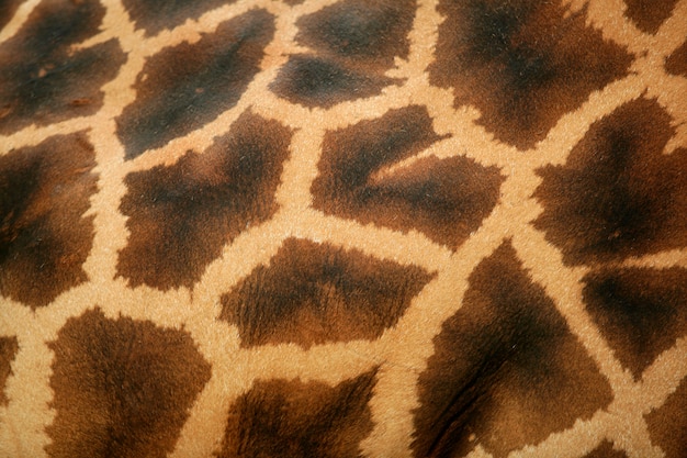 Background of giraffe skin pattern macro