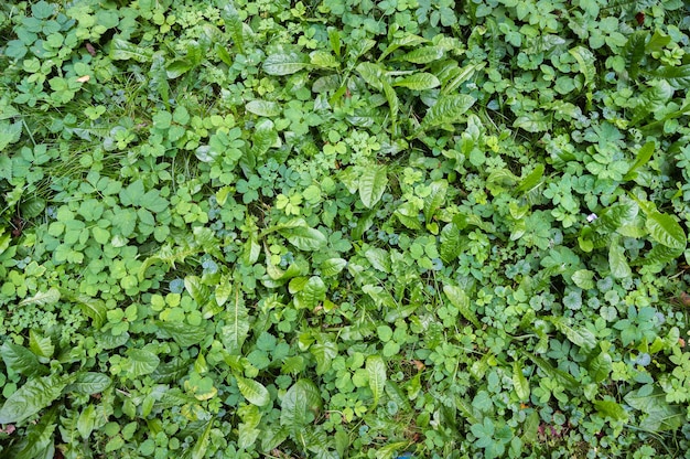 Background of a glade of green thick various grass horizontal orientation