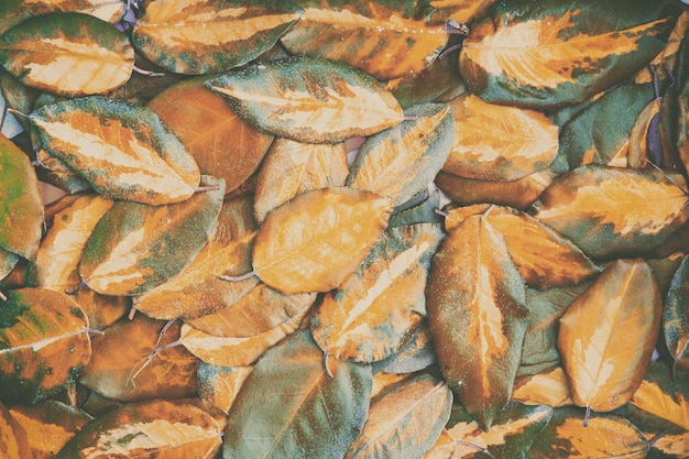 Background of golden fallen birch leaves