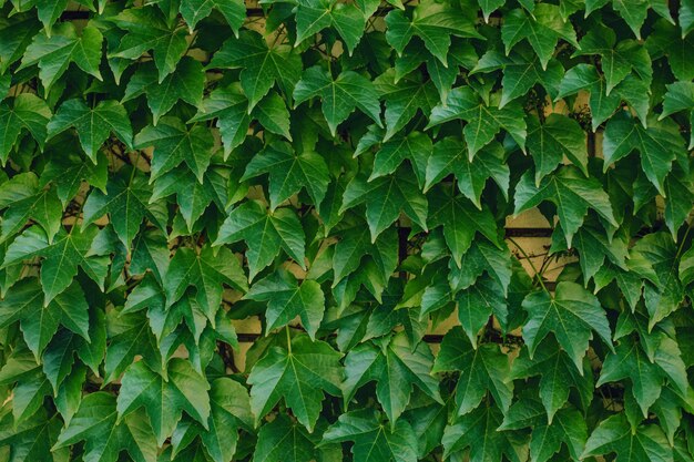 Background of grape creeper ivy plant growing on a house wall