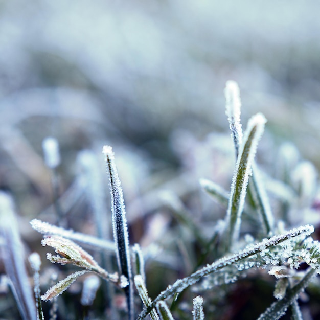 Background of grass covered with hoarfrost. Frost in the morning. Shallow depth of field. Close-up.