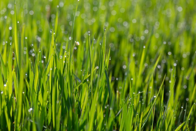 Background of grass and dew on summer day