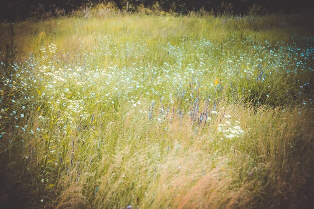 Background grass and flowers in bloom in a field,filter