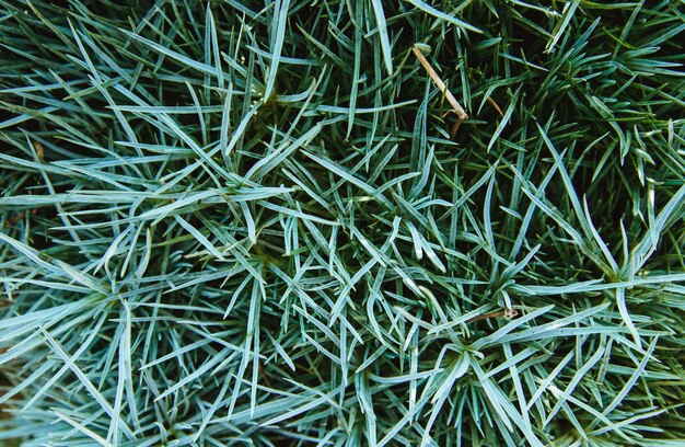 Background of grass leaves. Grass close-up.Natural texture. beauty in nature.