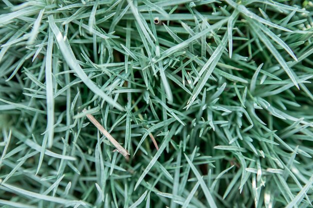 Background of grass leaves. Grass close-up.Natural texture. beauty in nature.