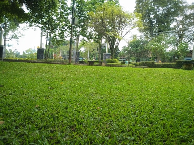 background of grass and trees in the park