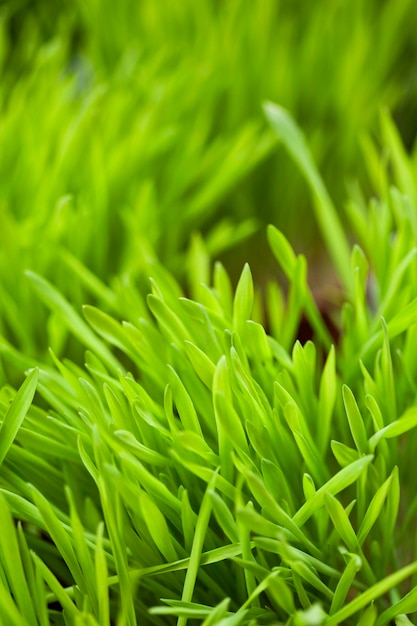 Background of grass