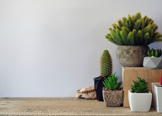 Background gray wall and succulents cactus  Interior decor