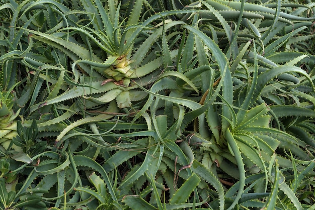 Background of green aloe in the summer garden