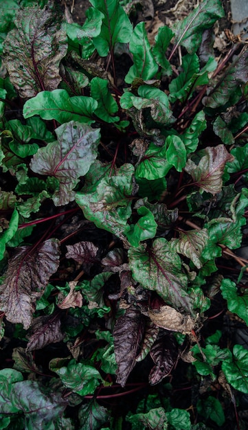 Background of green beet leaves with red stems. Spotted leaves close-up. Natural texture.