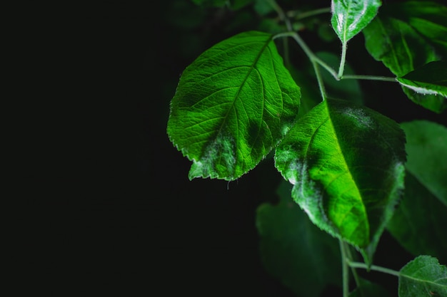 黒い表面に緑の背景、緑の植物