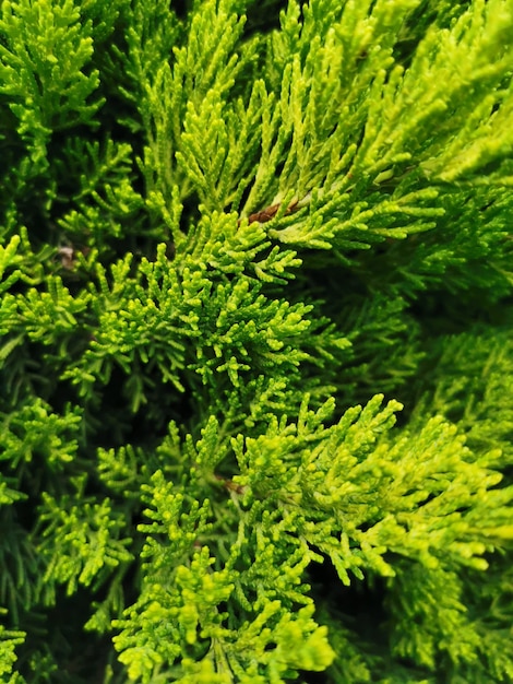 Background of green Christmas tree branches.