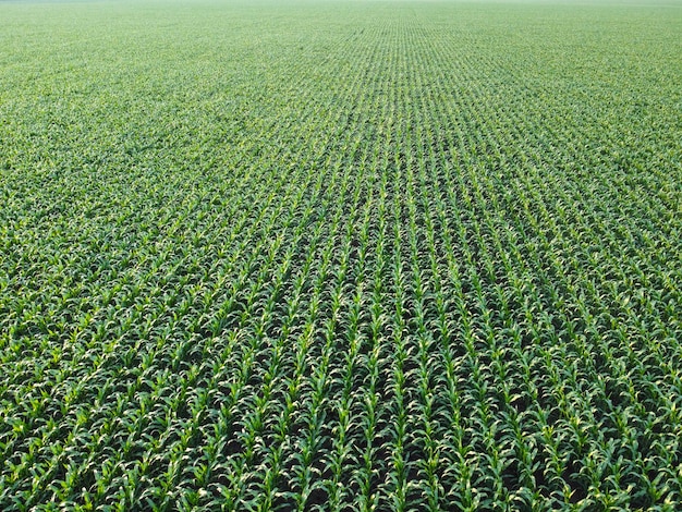 Background of green corn growing on the field