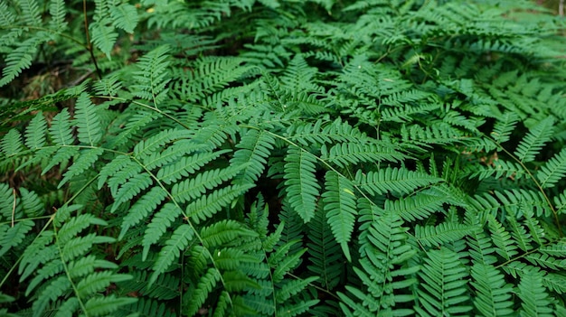 Background of green fern leaves.