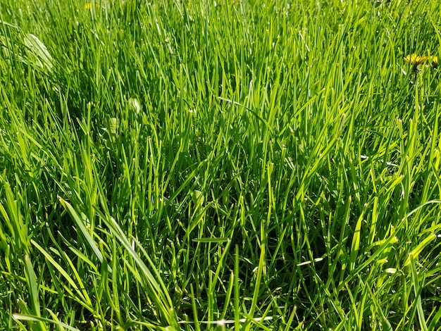 Fondo del primo piano dell'erba verde struttura dell'erba verde