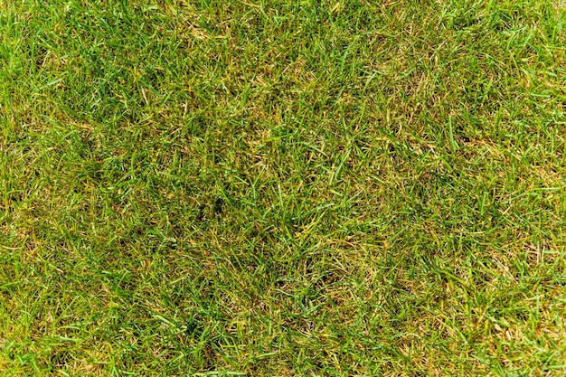 Background of green grass Eco concept