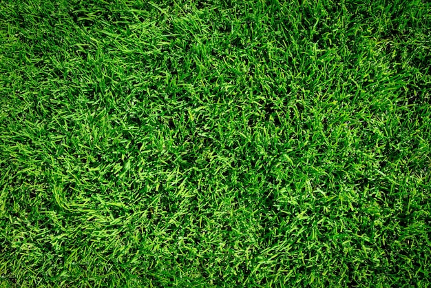 Background of green grass field or green grass pattern and texture high details