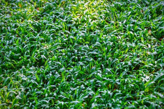 Фон зеленой травы текстуры