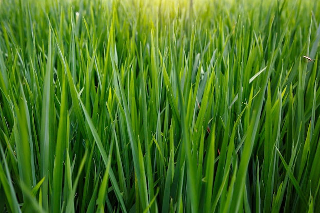 Sfondo di una trama di erba verde.