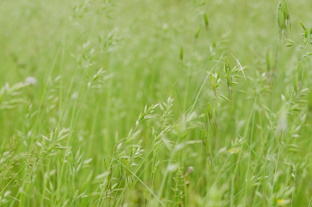 夏の牧草地の花と緑の草の背景をクローズ アップ。自然な背景