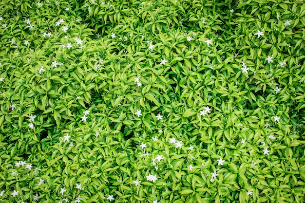 Photo background green leaf on the natural.