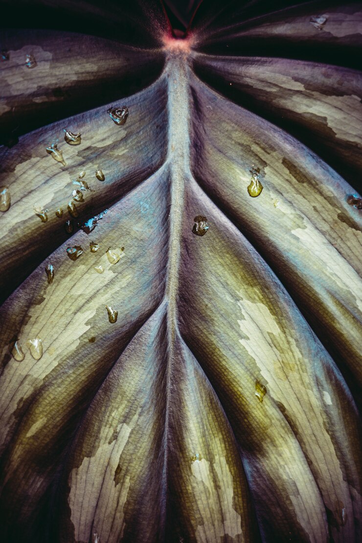 Photo background of a green leaf, texture