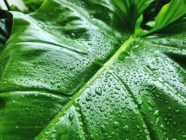 Background of Green Leaf with Rain Droplets