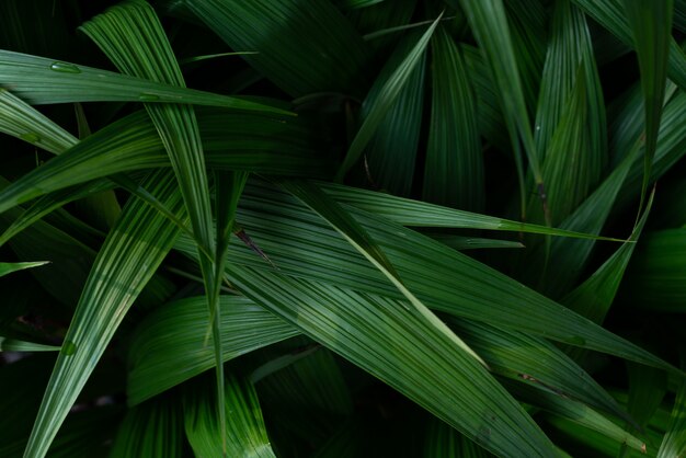 Background green leaf 