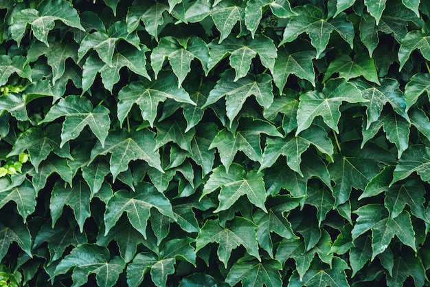 Background of green leaves of creeper.