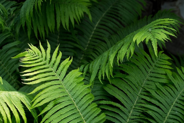 Background of green leaves of a fern on a bush