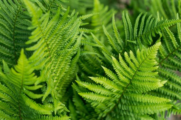 Background of green leaves of a fern on a bush