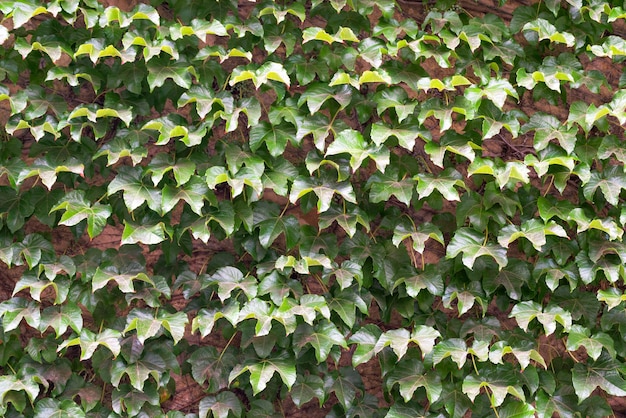 Background of green leaves on the wall