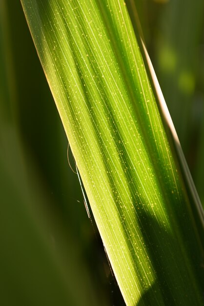 Background of green leaves with beautiful sunlight shadow on it.