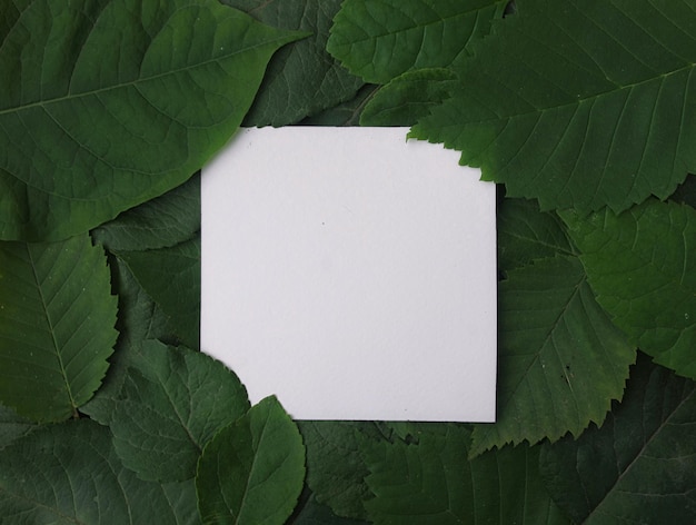 Background of green leaves with a paper