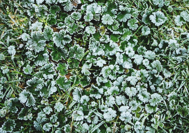 Foto sfondio di foglie verdi