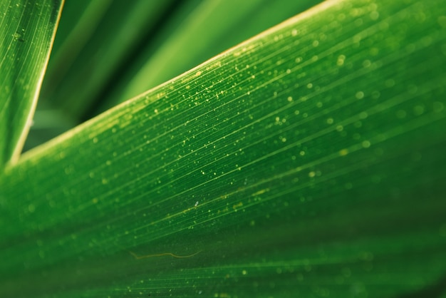 Background of green leaves.