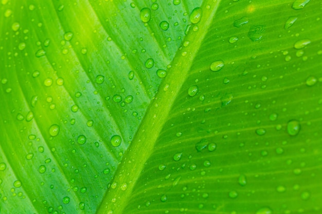 Background green macro leaf,A beautiful fresh green leaf covered with raindrops and highlighted