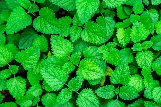 background green mint