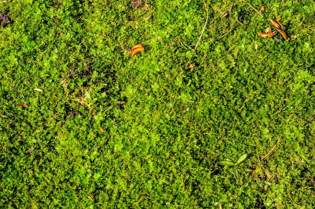 Background of the green moss