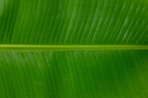 Photo background green nature banana leaves, concept of nature conservation