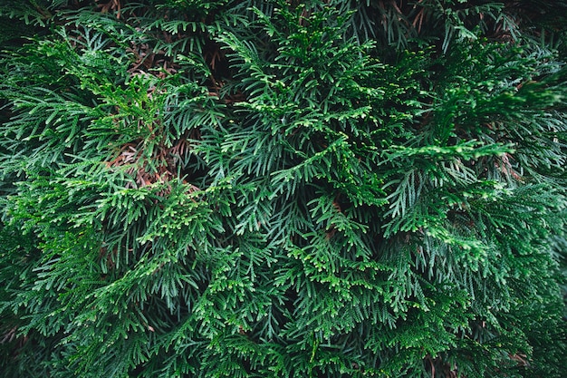 Background of green pine. Background of Christmas tree branches.