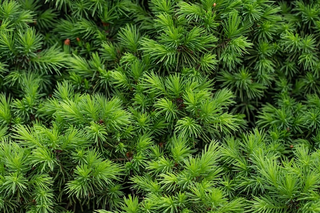 Background green prickly branches of a fur-tree or pine.