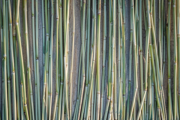  Background of green reeds on sand.